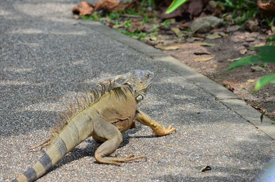 Lizard on ground