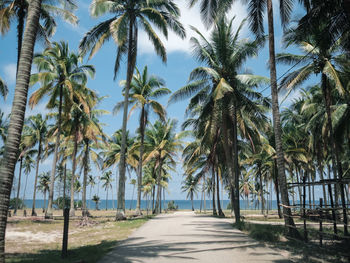 Palm trees on beach