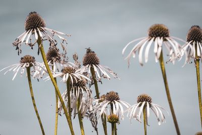 Low angle view of white flowers against sky