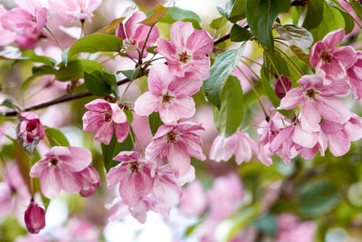 Apple tree in bloom spring rebirth. pink floral background