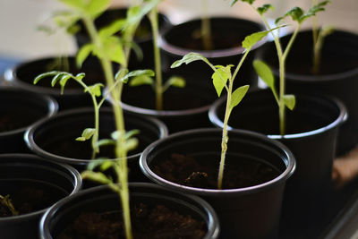 Close-up of potted plant