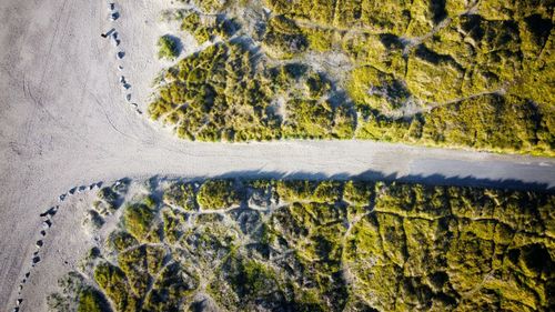 High angle view of plants on beach.