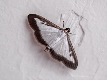 Close-up of butterfly