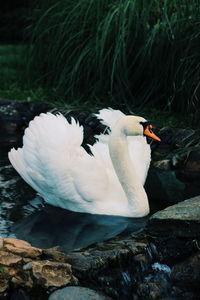 Close-up of duck swimming in sea