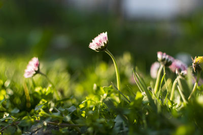 Close-up of pink flowers blooming on field