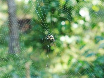Close-up of spider on web