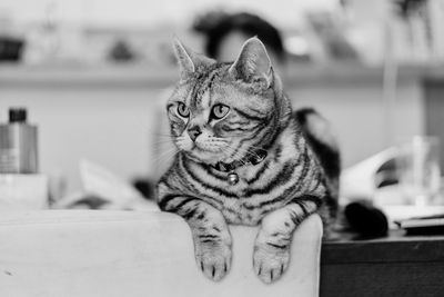 Close-up portrait of a cat