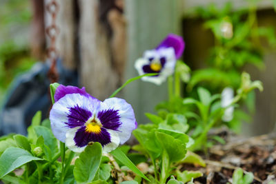 Close-up of purple flowering plant