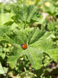 Close-up of ladybug on leaf