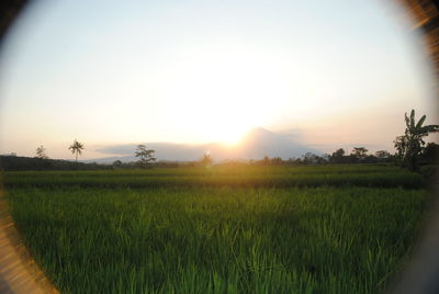 Scenic view of field against sky during sunset