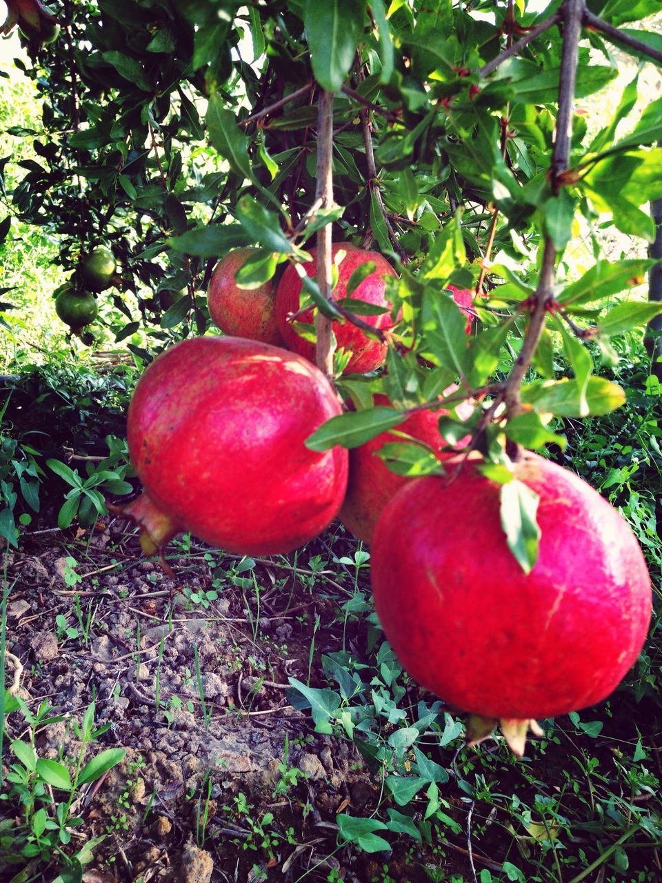 fruit, food and drink, freshness, growth, red, healthy eating, tree, food, leaf, green color, ripe, nature, growing, close-up, plant, apple, day, apple - fruit, outdoors, vegetable