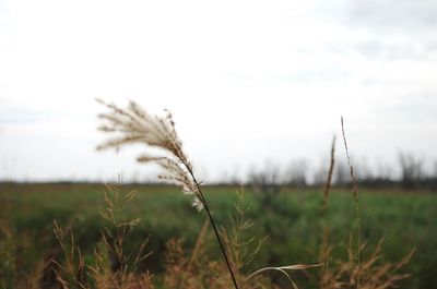 Close-up of stalks in field against sky