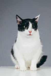 Close-up of cat on cube against gray background