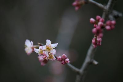 Close-up of white flowers blooming on tree