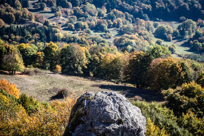 Scenic view of forest