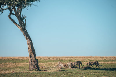 View of cheetah on field
