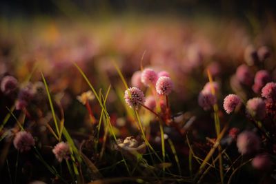 Close-up of flowers blooming outdoors