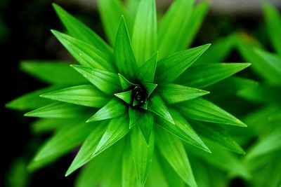 Close-up of a green plant