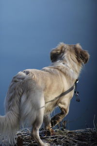 Dog standing on land against the sky