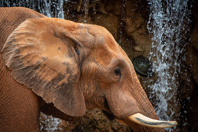 Close-up of elephant drinking water