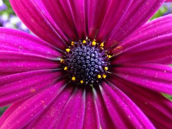 Close-up of pink flower