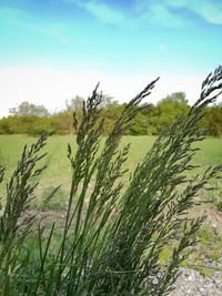 Crops growing on field against sky
