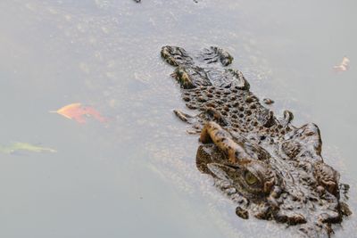 View of turtle in lake