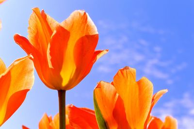 Low angle view of orange flower against sky