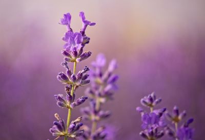 Close-up of purple flowering plant