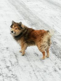 View of a dog on snow covered land