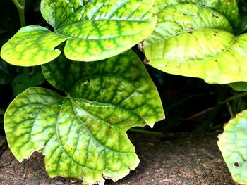 High angle view of green leaves on plant