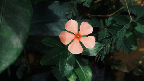 High angle view of flowering plant