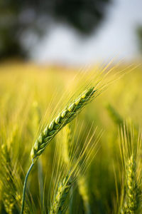 Close up of young green wheat on the field