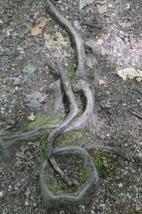 Trees in a park