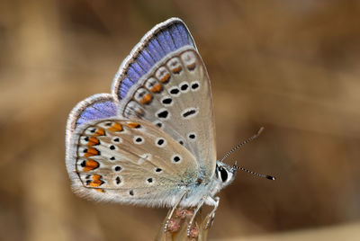 Close-up of butterfly perching on leaf