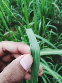 Close-up of hand holding plant