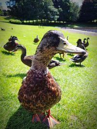 Close-up of swan on field