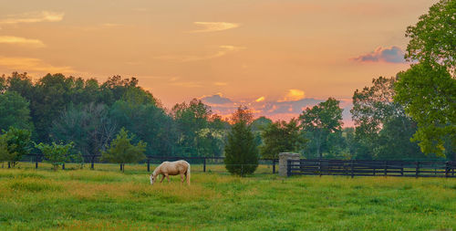 Horses grazing in a field