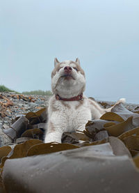 High angle view of dog sitting against the sky