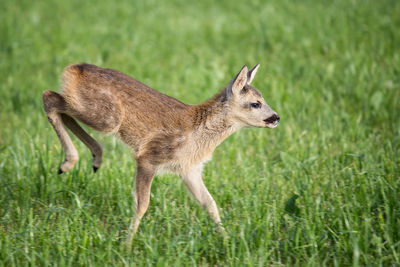 Full length of a young running on grass