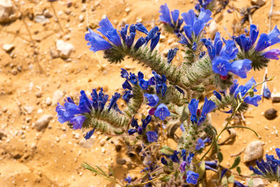 Close-up of blue flowers in sea