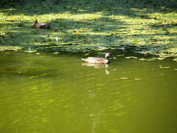 High angle view of ducks swimming in lake