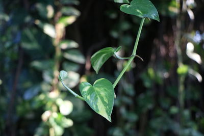 Close-up of fresh green leaves