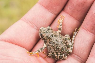 Close-up of cropped hand