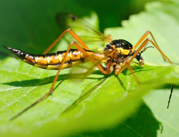 Close-up of insect on leaf