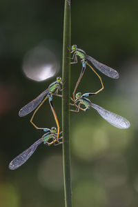 Close-up of dragonfly on plant