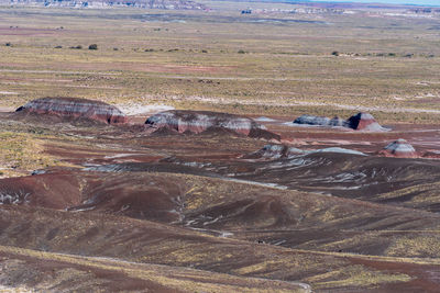 View of horse on land