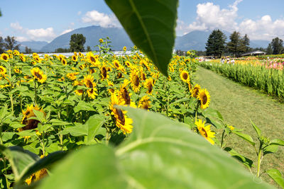 Scenic view of sunflower field against cloudy sky