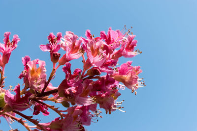 Low angle view of pink cherry blossoms against blue sky