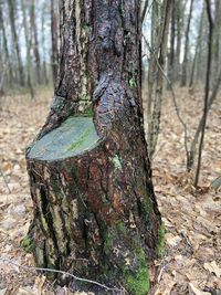 Tree trunk in forest